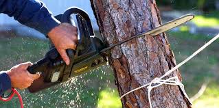 Best Tree Cabling and Bracing  in Linda, CA